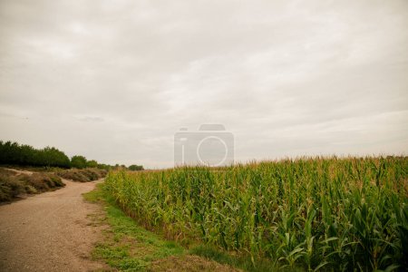 Téléchargez les photos : Gros plan d'un champ de maïs avec des nuages en arrière-plan - en image libre de droit
