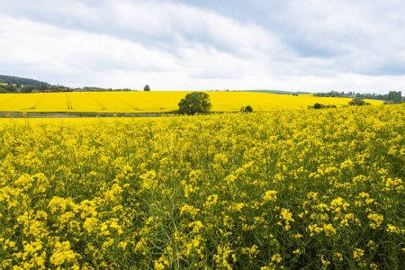Téléchargez les photos : Champ jaune de viols fleuris et d'arbres contre un ciel nuageux. Panorama des champs de colza. - en image libre de droit