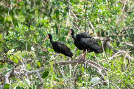 Foto de Hermosa vista al ave tropical negra en el Pantanal Brasileño, Mato Grosso do Sul, Brasil - Imagen libre de derechos