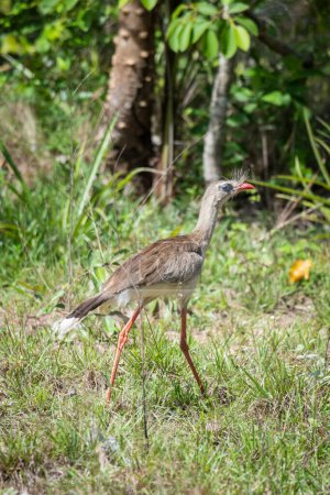 Téléchargez les photos : Belle vue sur l'oiseau tropical à pattes rouges dans le Pantanal brésilien, Mato Grosso do Sul, Brésil - en image libre de droit