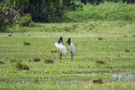 Photo for Beautiful view to couple of big Jabiru Stork birds in the Pantanal, Mato Grosso do Sul, Brazil - Royalty Free Image