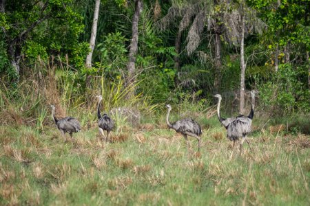 Photo for Beautiful view to group of rheas in the Brazilian Pantanal, Mato Grosso do Sul, Brazil - Royalty Free Image