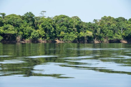 Beautiful view to green trees and Negro River in the Brazilian Amazon, Anavilhanas, Amazonas, Brazil