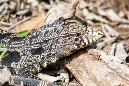 Foto de Hermosa vista al lagarto tegu en el suelo en el Pantanal, Mato Grosso do Sul, Brasil - Imagen libre de derechos