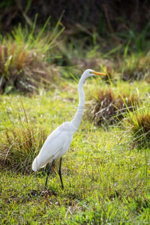 Téléchargez les photos : Belle vue sur l'aigrette blanche sur l'espace vert dans le Pantanal, Mato Grosso do Sul, Brésil - en image libre de droit