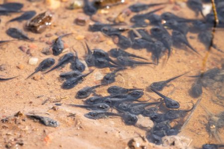 View to gathering frog tadpoles on shallow water pool in the Pantanal, Mato Grosso do Sul, Brazil