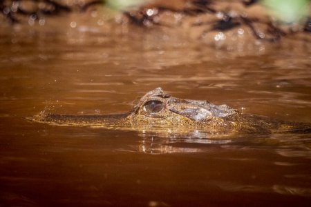 Foto de Hermosa vista al caimán en el río Negro en la Amazonía brasileña, Anavilhanas, Amazonas, Brasil - Imagen libre de derechos