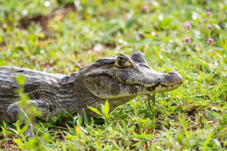 Téléchargez les photos : Belle vue sur le caiman près du lac sur l'espace vert dans le Pantanal, Mato Grosso do Sul, Brésil - en image libre de droit