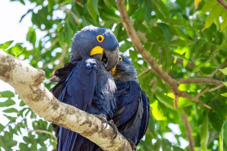 Téléchargez les photos : Belle vue sur quelques aras bleus sur la branche d'arbre vert dans le Pantanal, Mato Grosso do Sul, Brésil - en image libre de droit