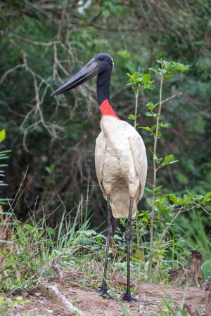 Téléchargez les photos : Belle vue sur l'oiseau cigogne Jabiru dans le Pantanal brésilien, Mato Grosso do Sul, Brésil - en image libre de droit