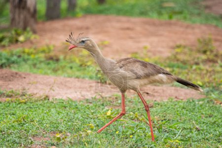 Téléchargez les photos : Bel oiseau Seriema à pattes rouges dans le Pantanal brésilien, Mato Grosso do Sul, Brésil - en image libre de droit