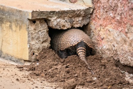 Six-banded armadillo digging nest hole in the Brazilian Pantanal, Mato Grosso do Sul, Brazil