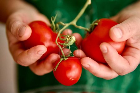 Téléchargez les photos : Femme récolte des tomates de son jardin - en image libre de droit