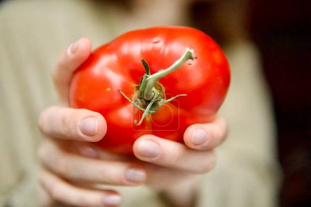 Téléchargez les photos : Jeune femme tenant de grosses tomates rouges mûres dans sa main - en image libre de droit