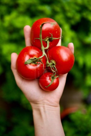 Téléchargez les photos : Femme récolte des tomates de son jardin - en image libre de droit