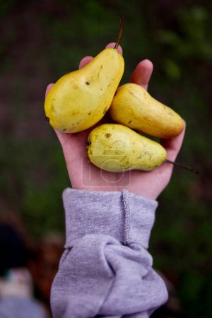 Téléchargez les photos : Femme récolte des poires jaunes de son jardin - en image libre de droit