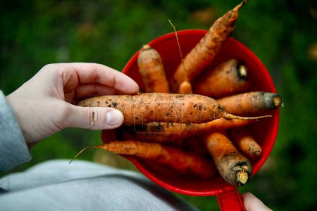Téléchargez les photos : Gros plan sur les carottes biologiques dans le jardin - en image libre de droit