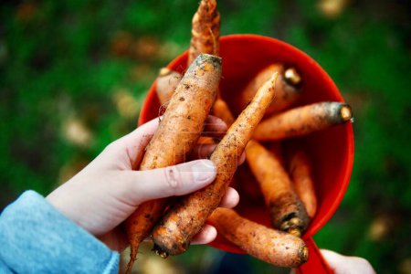 Téléchargez les photos : Femme récolte des carottes dans son jardin - en image libre de droit