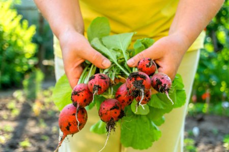 Téléchargez les photos : Femme récolte du radis dans son jardin - en image libre de droit