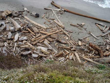 Téléchargez les photos : A beach covered in driftwood logs of assorted sizes - en image libre de droit