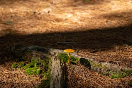 Foto de Champiñón amarillo emerge de entre raíces - Imagen libre de derechos