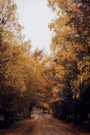 Photo for Nice path surrounded by trees with warm tones for autumn - Royalty Free Image