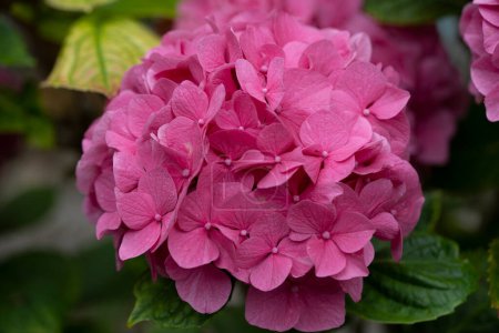 Téléchargez les photos : Macro shot d'hortensias roses colorées - Hortensias - Fleurs - en image libre de droit