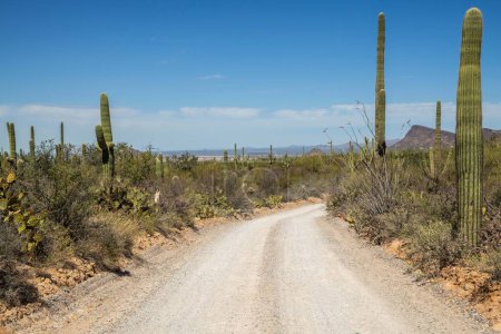 Foto de Una hermosa especie de cactus arborescente en el desierto - Imagen libre de derechos