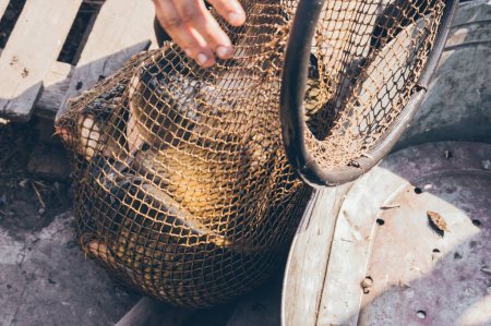 Téléchargez les photos : Filet avec poisson de carpe pêché déchargé dans un bassin de fer - en image libre de droit