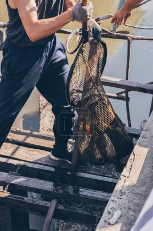 Foto de Pescador obtener gran cantidad de peces de la carpa en la red grande a la orilla - Imagen libre de derechos