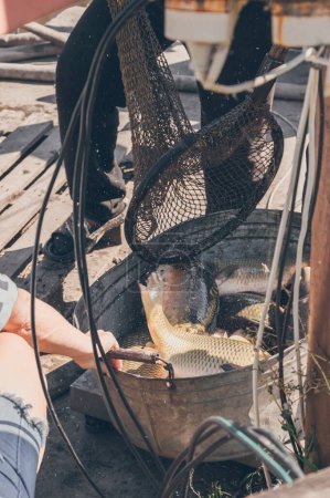 Téléchargez les photos : Le poisson carpe déchargé du filet saute avec des éclaboussures - en image libre de droit