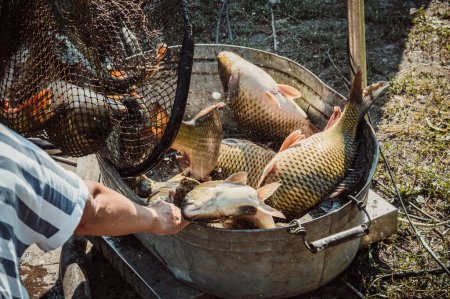Téléchargez les photos : Grand poisson de carpe brillant déchargé du filet sautant dans le bassin de fer - en image libre de droit
