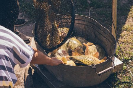 Téléchargez les photos : Grand poisson de carpe brillant déchargé du filet sautant dans le bassin de fer - en image libre de droit