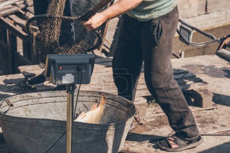 Téléchargez les photos : Pêcheur déchargeant les carpes du filet dans un bassin de fer en fonction du poids - en image libre de droit