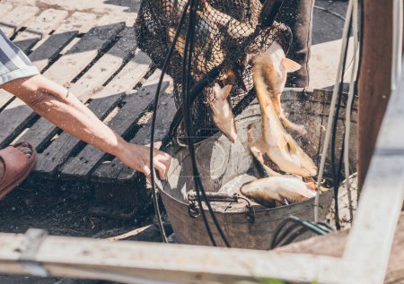 Téléchargez les photos : Un gros poisson carpe brillant est déchargé du filet dans un grand bassin de fer et saute avec des éclaboussures - en image libre de droit