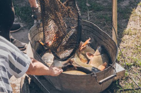 Téléchargez les photos : Un gros poisson carpe brillant est déchargé du filet dans un grand bassin de fer et saute avec des éclaboussures - en image libre de droit
