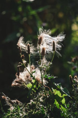 Photo for White Dandelions, windswept and backlit - Royalty Free Image