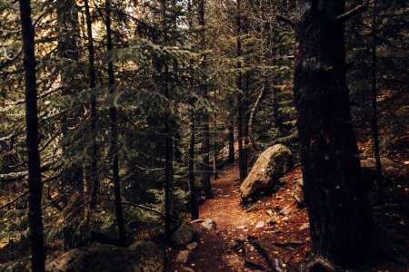 Foto de Interior de un bosque durante una mañana de otoño - Imagen libre de derechos