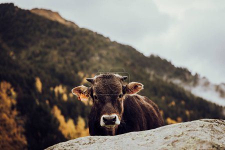 Foto de Vaca silvestre pastando alegre en la montaña en otoño - Imagen libre de derechos