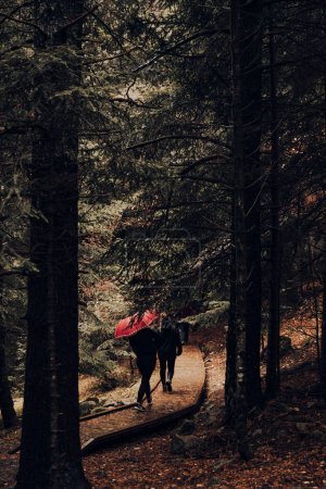 Téléchargez les photos : Amis marchant dans une vallée entourée de montagnes et d'arbres - en image libre de droit