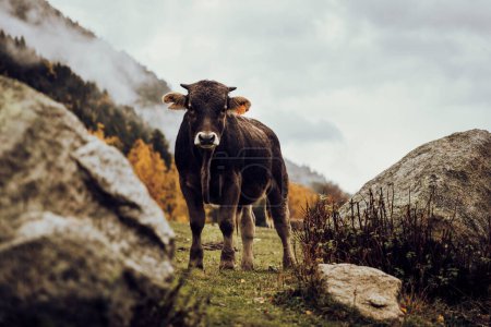 Foto de Vaca silvestre pastando alegre en la montaña en otoño - Imagen libre de derechos