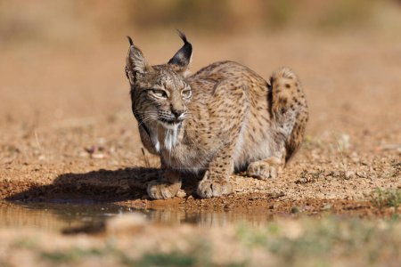 Téléchargez les photos : Lynx ibérique libre dans son environnement naturel - en image libre de droit