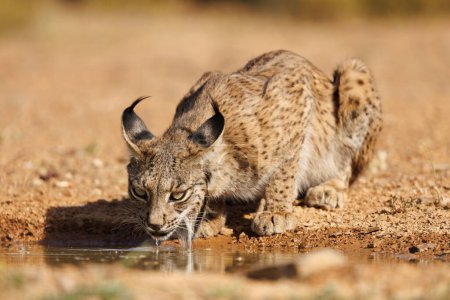Photo for Free iberian lynx in its natural environment drinking water - Royalty Free Image