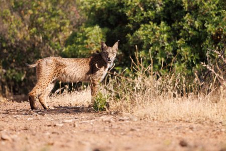 Photo for Free iberian lynx in its natural environment - Royalty Free Image