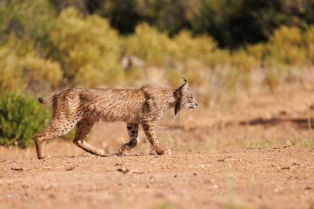 Téléchargez les photos : Lynx ibérique libre dans son environnement naturel - en image libre de droit