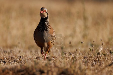 Photo for Free pheasant portrait in natural environment - Royalty Free Image