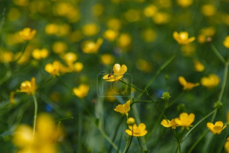 Foto de Volante en la flor amarilla - Imagen libre de derechos