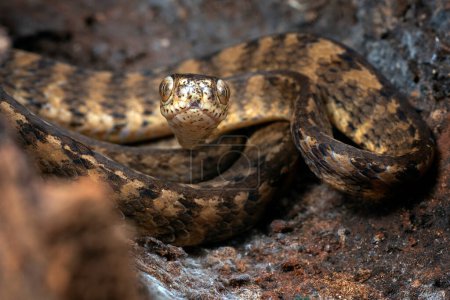 Téléchargez les photos : Serpent limace Keeled sur un pied d'arbre - en image libre de droit