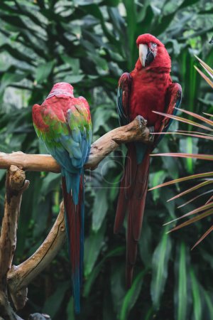 Foto de Loros de guacamayo de alas verdes, aves exóticas - Imagen libre de derechos
