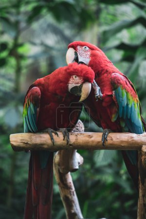 Foto de Loros de guacamayo de alas verdes, aves exóticas - Imagen libre de derechos
